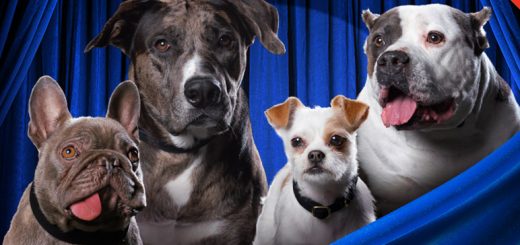 The American Rescue Dog Show