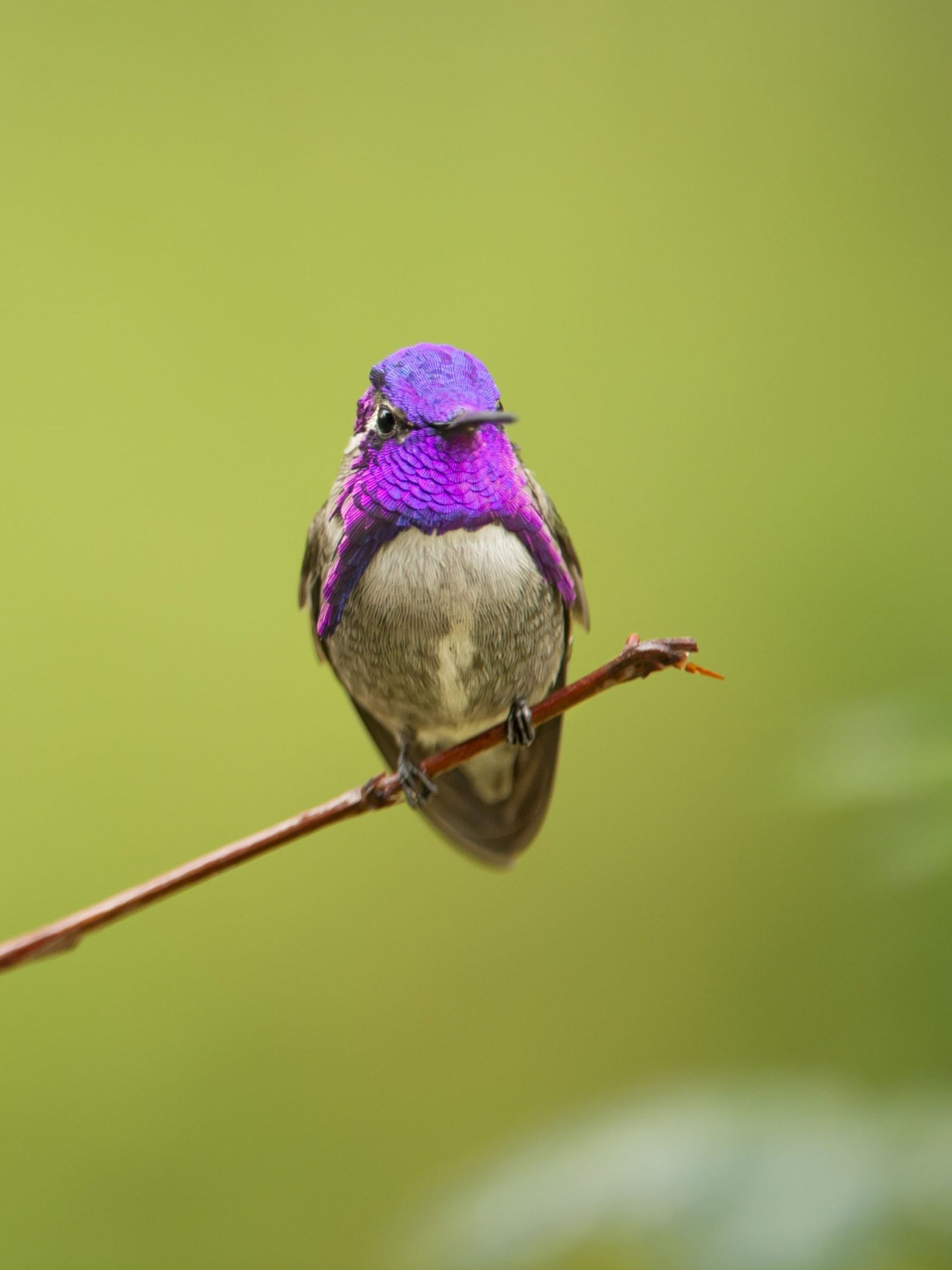 Life in Color With David Attenborough S1E2 11/26/22 “Surprising Colors” on BBC America