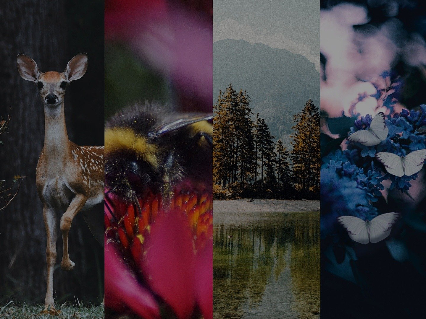 Celebration Earth! 20/11/22 on Earth X TV