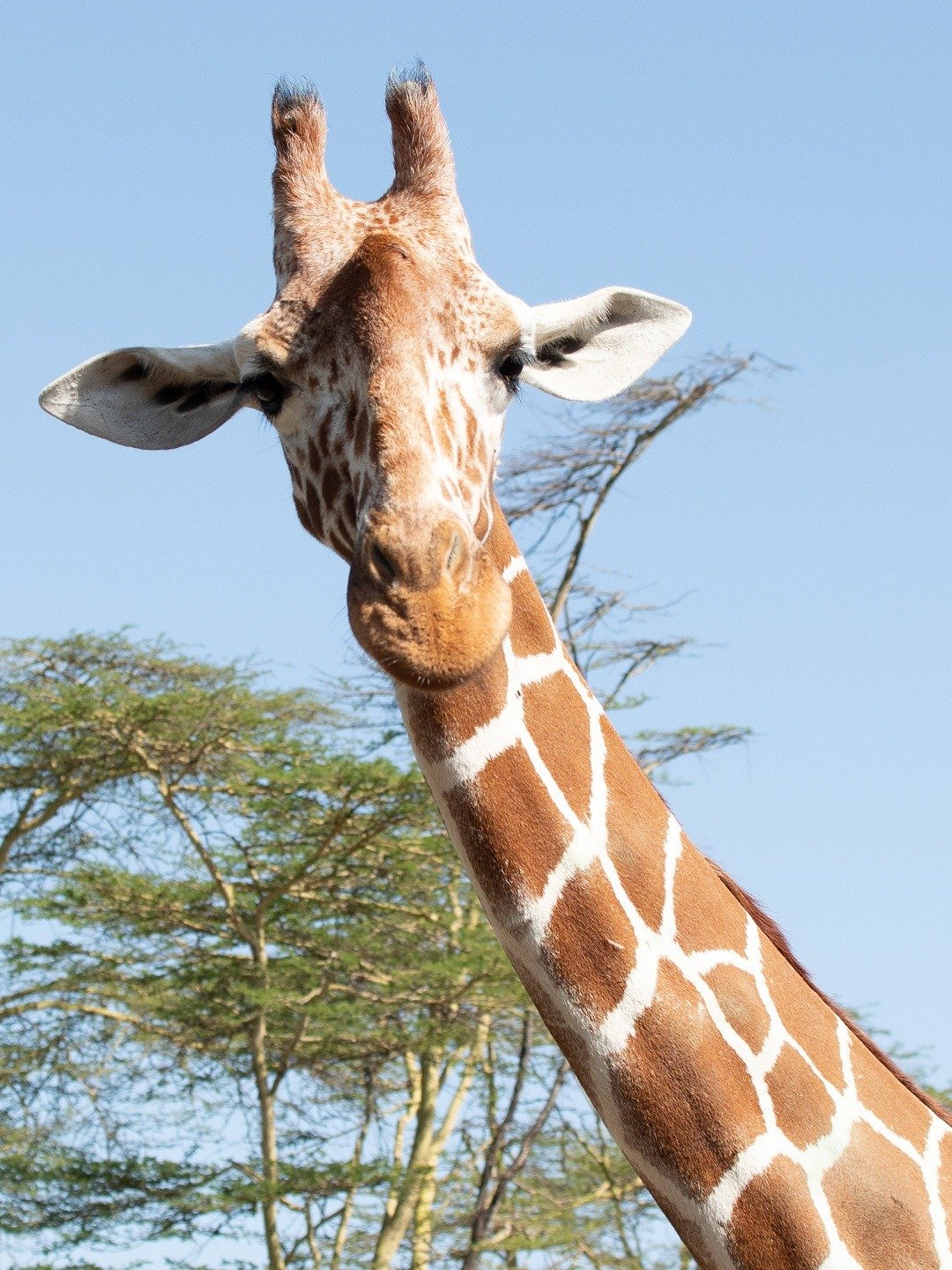 Super/Natural “Rivals” S1E4 December 25 2022 on National Geographic