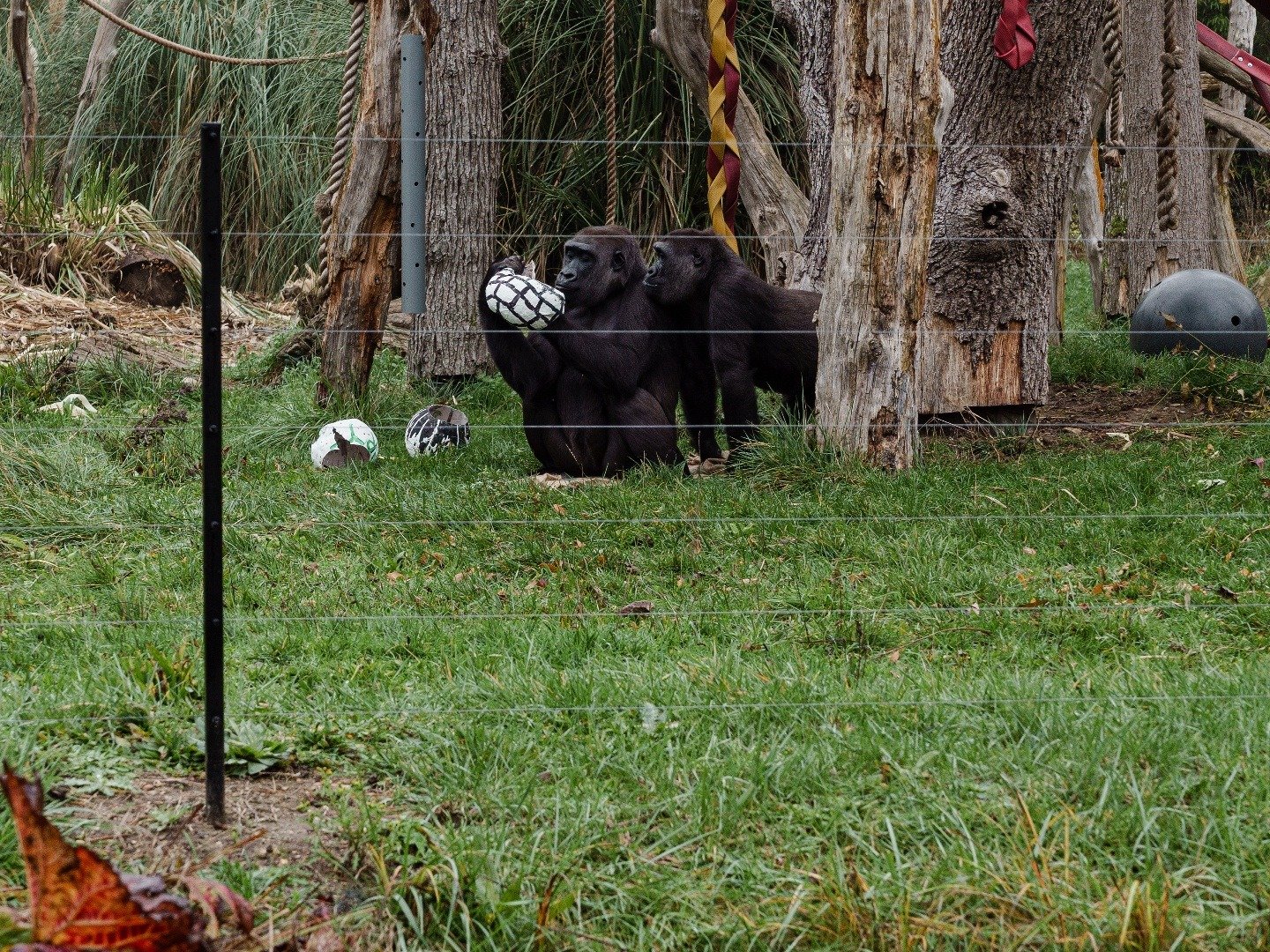 London Zoo at Christmas 23 December 2022 on Channel 4 1 London Zoo at Christmas 23 December 2022 on Channel 4