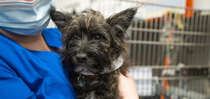 24 7 Pet Hospital