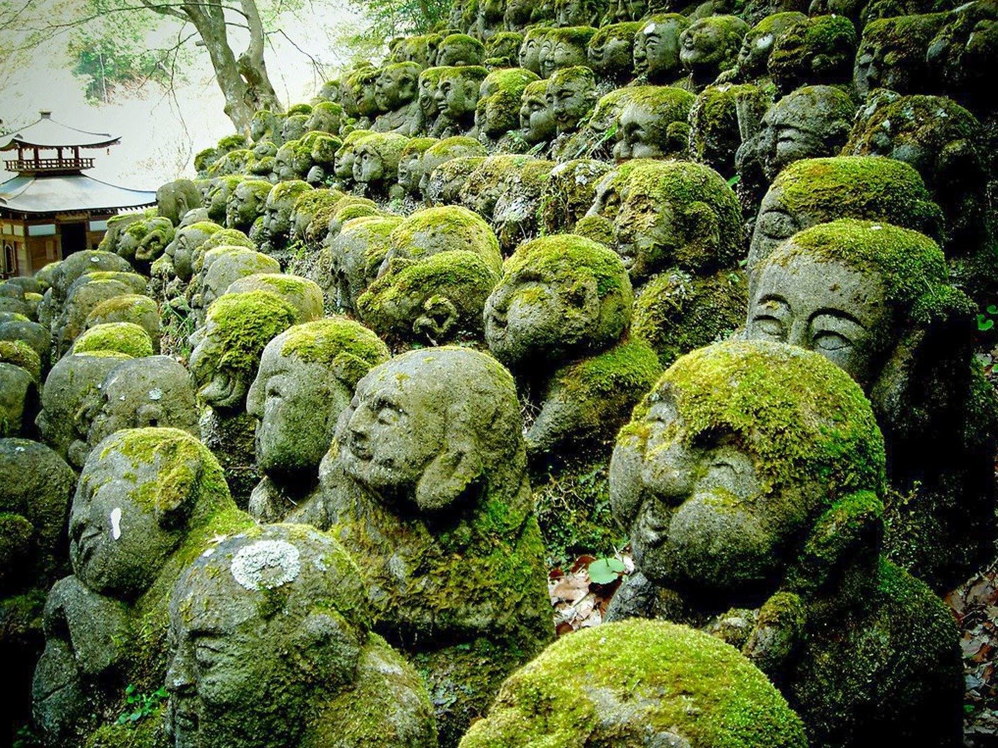 The Magical World of Moss 1 February 2023 on BBC Four 1 The Magical World of Moss 1 February 2023 on BBC Four