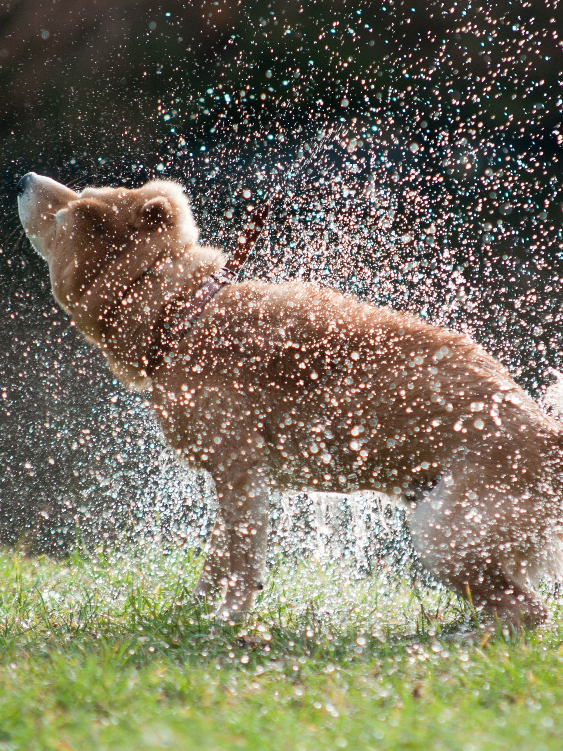 How Do Animals Do That? How Do Animals Do That? “Dog Spindryer and Dancing Spiders” S1E39 February 28 2023 on DFC