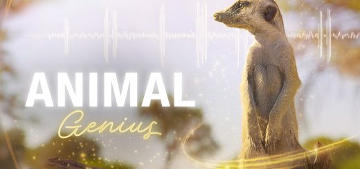 Animal Genius
