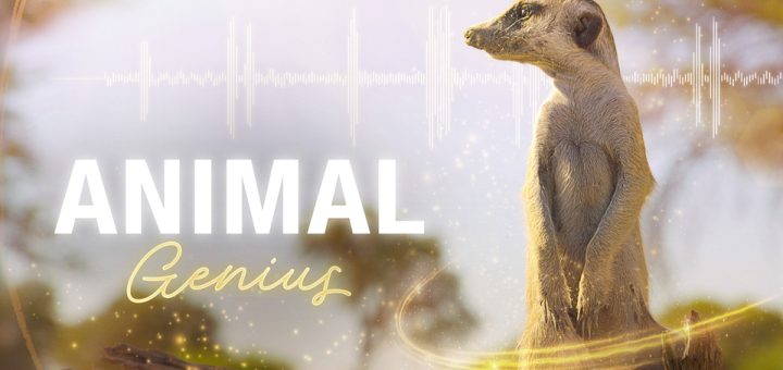 Animal Genius