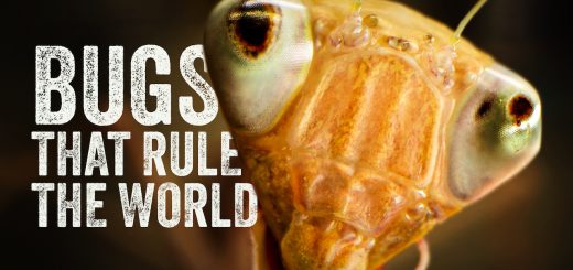 Bugs That Rule the World