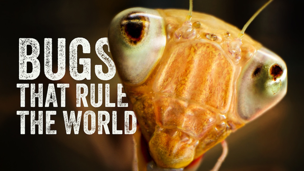 Bugs That Rule the World “Beetle Mania” S1E4 May 28 2025 on PBS