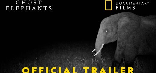 Ghost Elephants