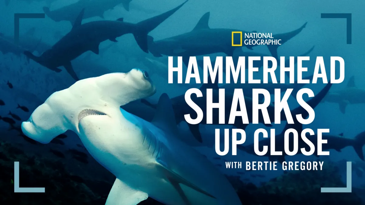 Hammerhead Sharks Up Close With Bertie Gregory S1E1 July 5 2026 on National Geographic 1 Hammerhead Sharks Up Close With Bertie Gregory S1E1 July 5 2026 on National Geographic