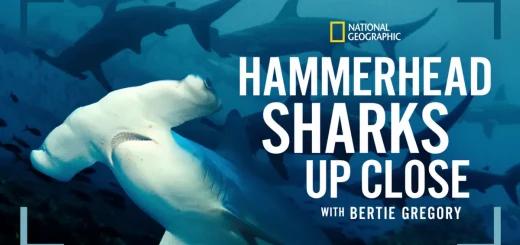 Hammerhead Sharks Up Close With Bertie Gregory