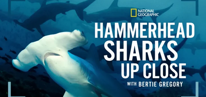 Hammerhead Sharks Up Close With Bertie Gregory