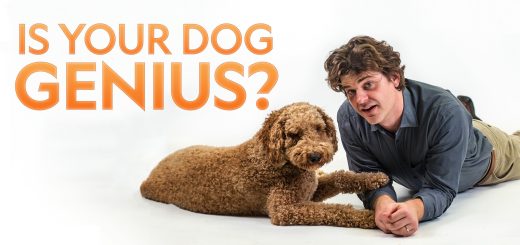 Is Your Dog a Genius?