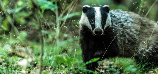 Milkshake Badgers Their Secret World