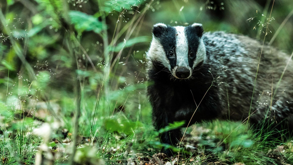 Milkshake! Badgers Their Secret World “A Badger’s Home” S1E2 5 December 2023 on Channel 5