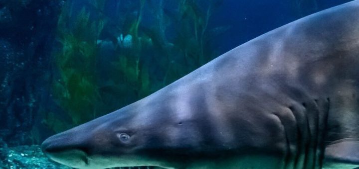Most Extreme Sharks