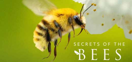 Secrets of the Bees