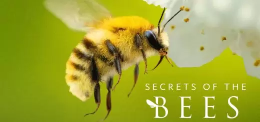 Secrets of the Bees