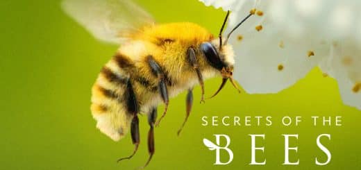 Secrets of the Bees