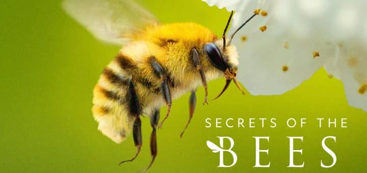 Secrets of the Bees