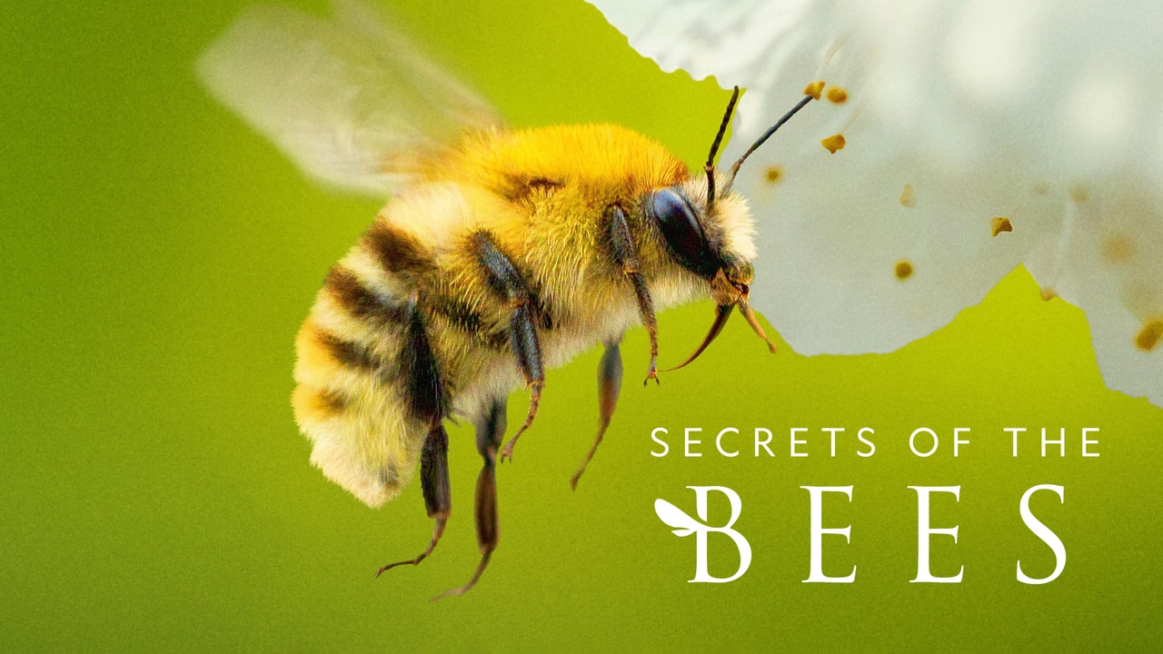 Secrets of the Bees Secrets of the Bees “The Pollinators” S1E2 March 31 2026 on National Geographic