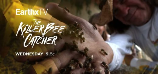 The Killer Bee Catcher