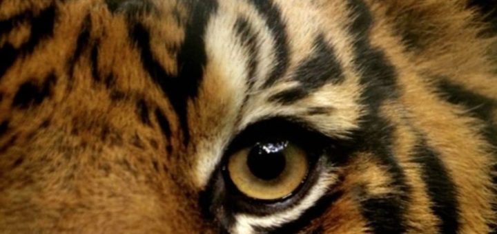 Tiger Island S1E1 7 June 2026 on BBC One
