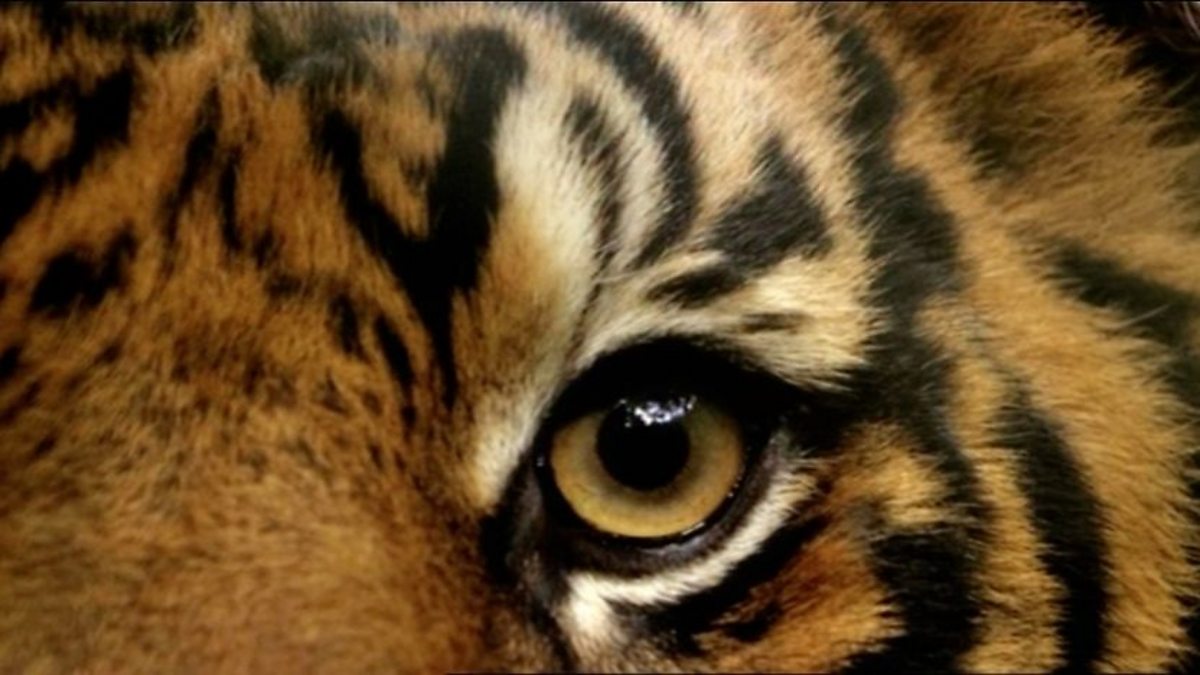 Tiger Island S1E1 7 June 2026 on BBC One 1 Tiger Island S1E1 7 June 2026 on BBC One