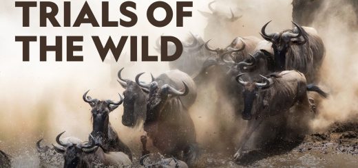Trials of the Wild