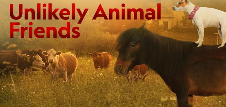 Unlikely Animal Friends