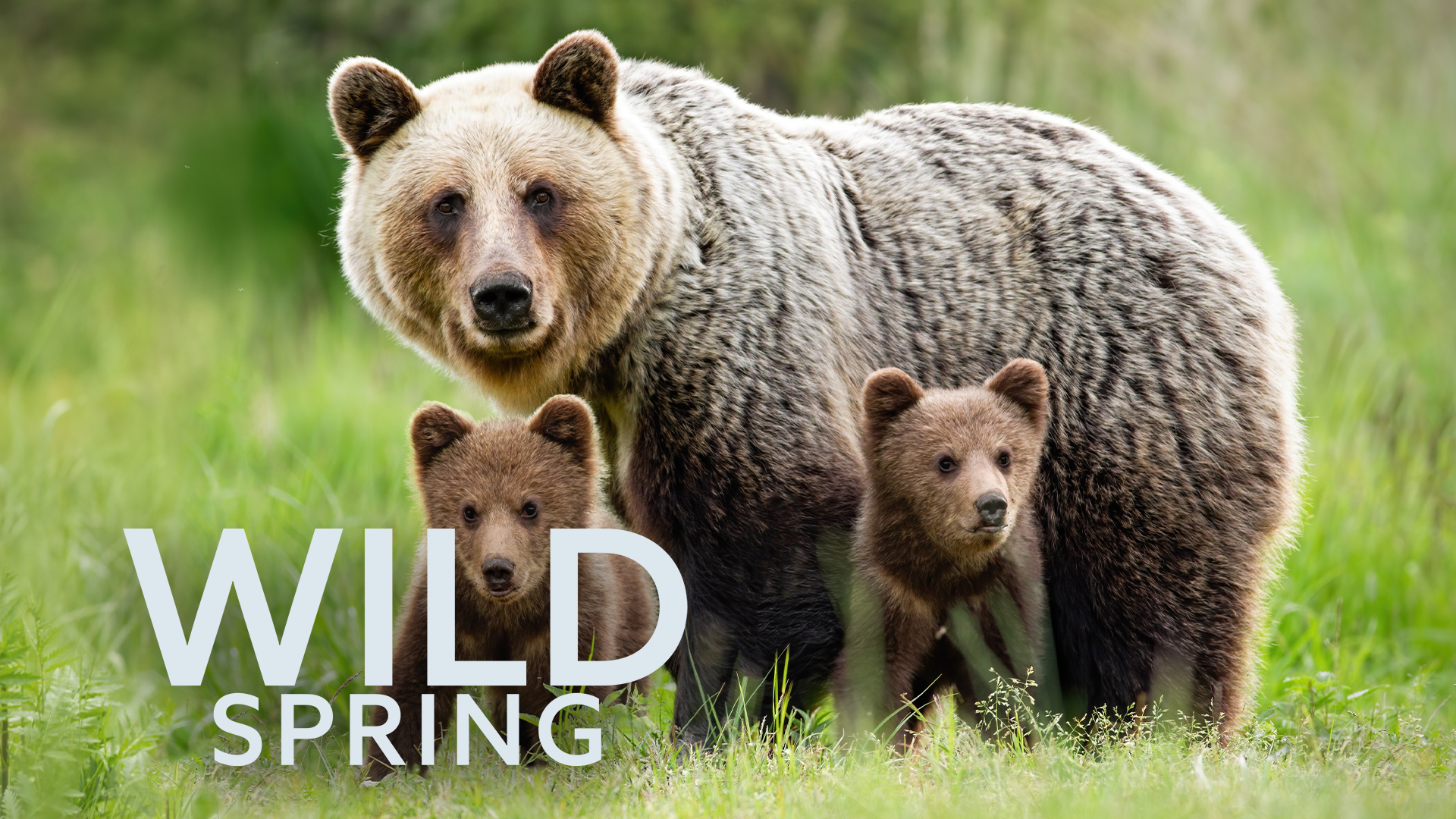 Wild Spring Wild Spring “Predation” S1E2 June 13 2026 on BBC America