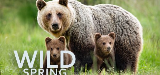 Wild Spring