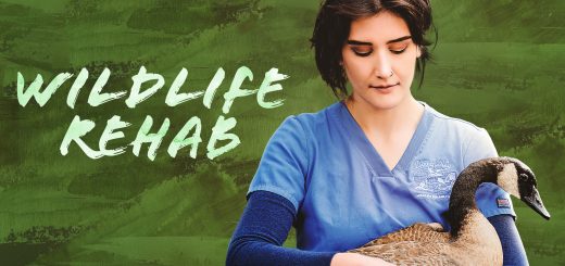 Wildlife Rehab 