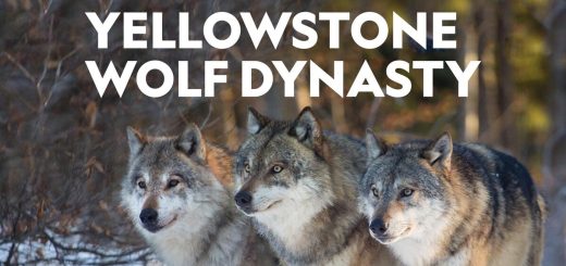Yellowstone Wolf Dynasty
