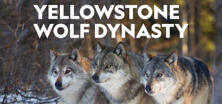 Yellowstone Wolf Dynasty