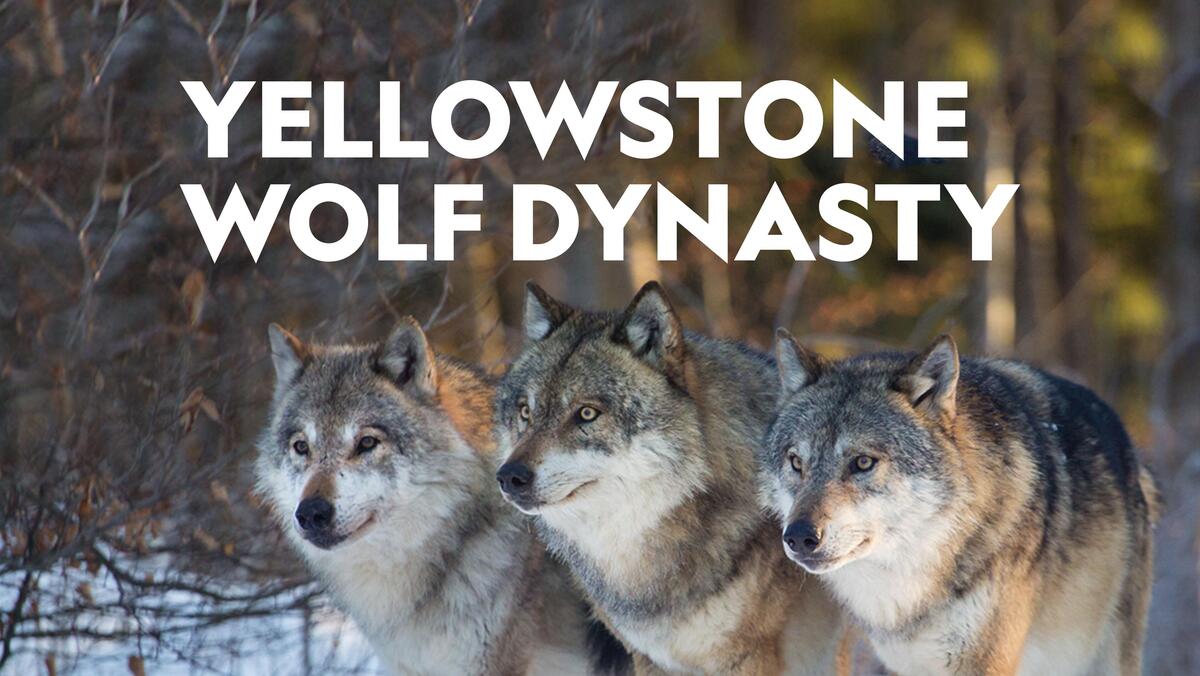 Yellowstone Wolf Dynasty Yellowstone Wolf Dynasty “Battle For Wolf Valley” S1E2 May 17 2026 on NGWIHD