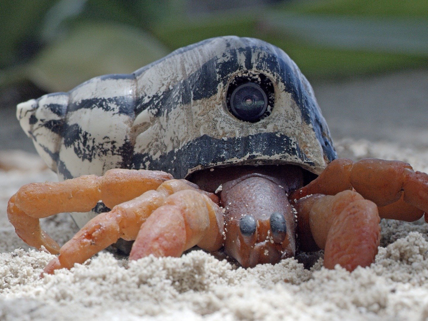 Spy in the Ocean “Deep Thinkers” S1E1 4 June 2023 on BBC One