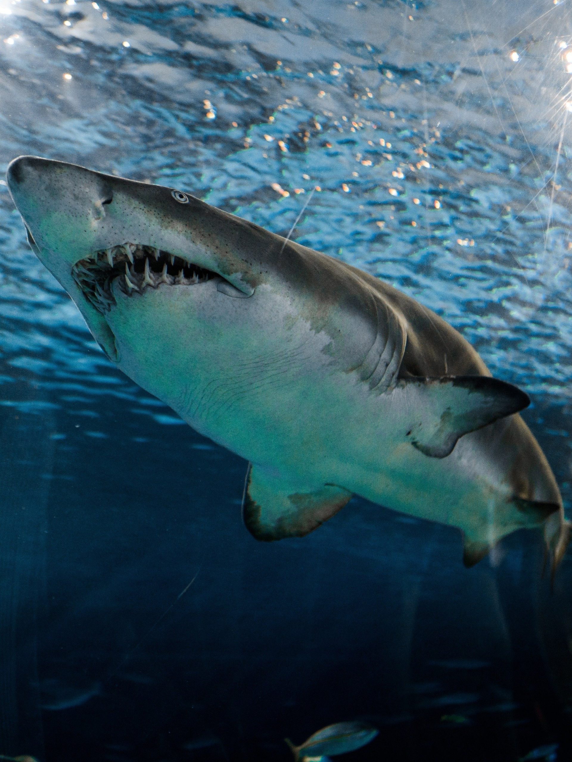 Bull Shark vs. Hammerhead  July 13 2023 on Disney XD