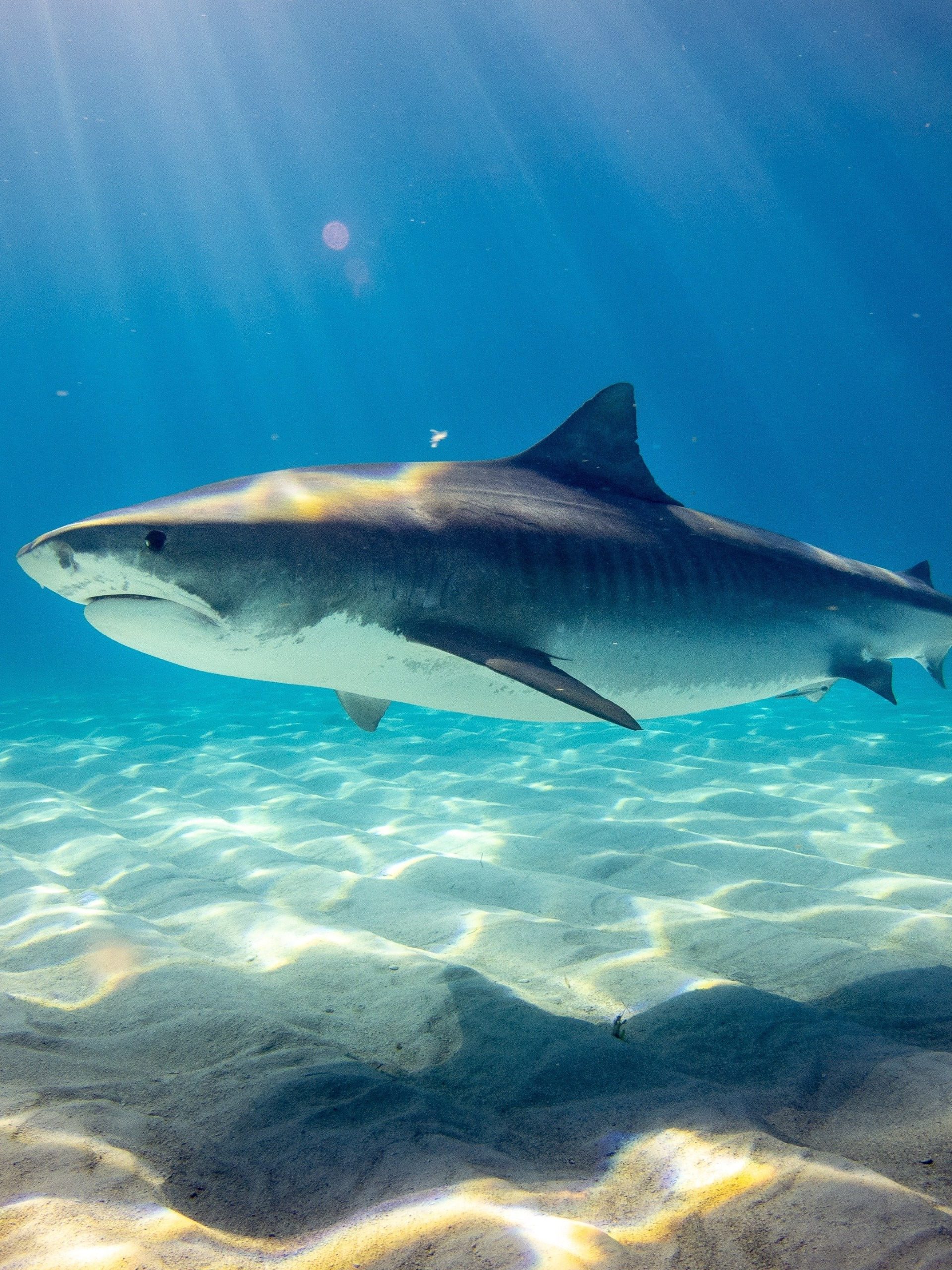 Shark Below Zero  July 5 2023 on National Geographic