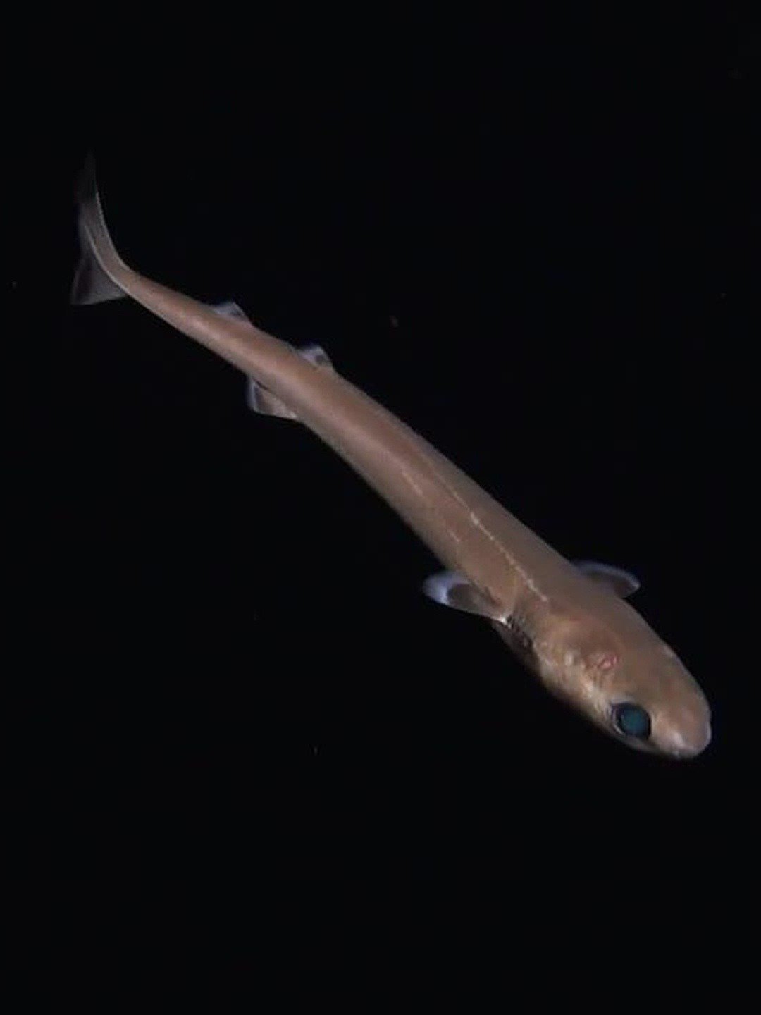 When Sharks Attack: Extra Bite When Sharks Attack: Extra Bite “Hawaiian Night Fright” E3 July 23 2023 on National Geographic