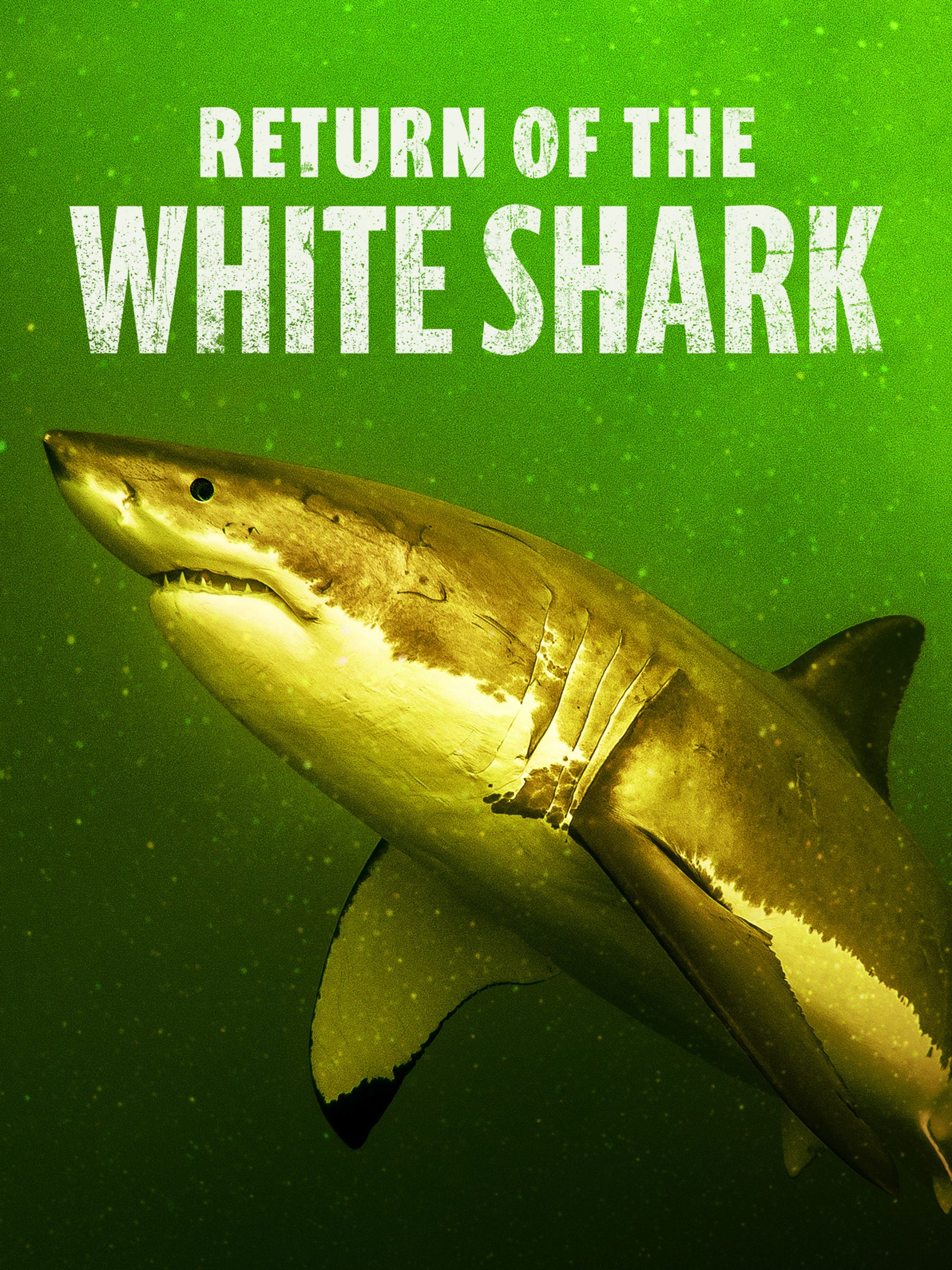 Return of the White Shark: Extra Bite  July 13 2023 on National Geographic