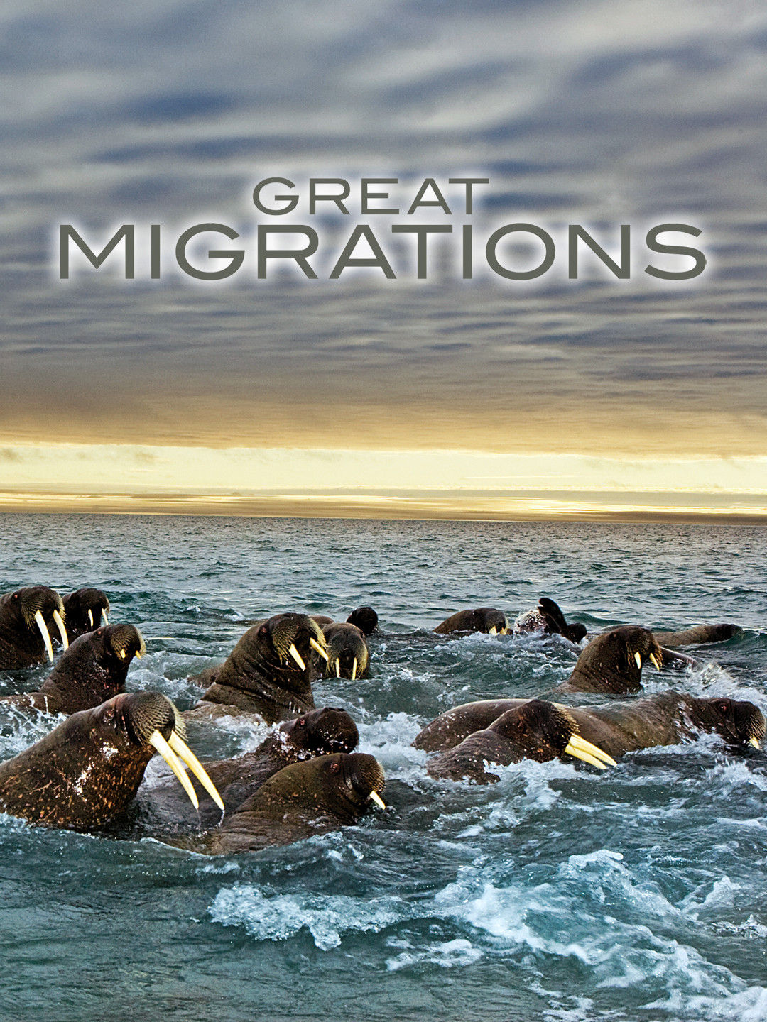 Great Migrations August 20 2023 on National Geographic 1 Great Migrations August 20 2023 on National Geographic