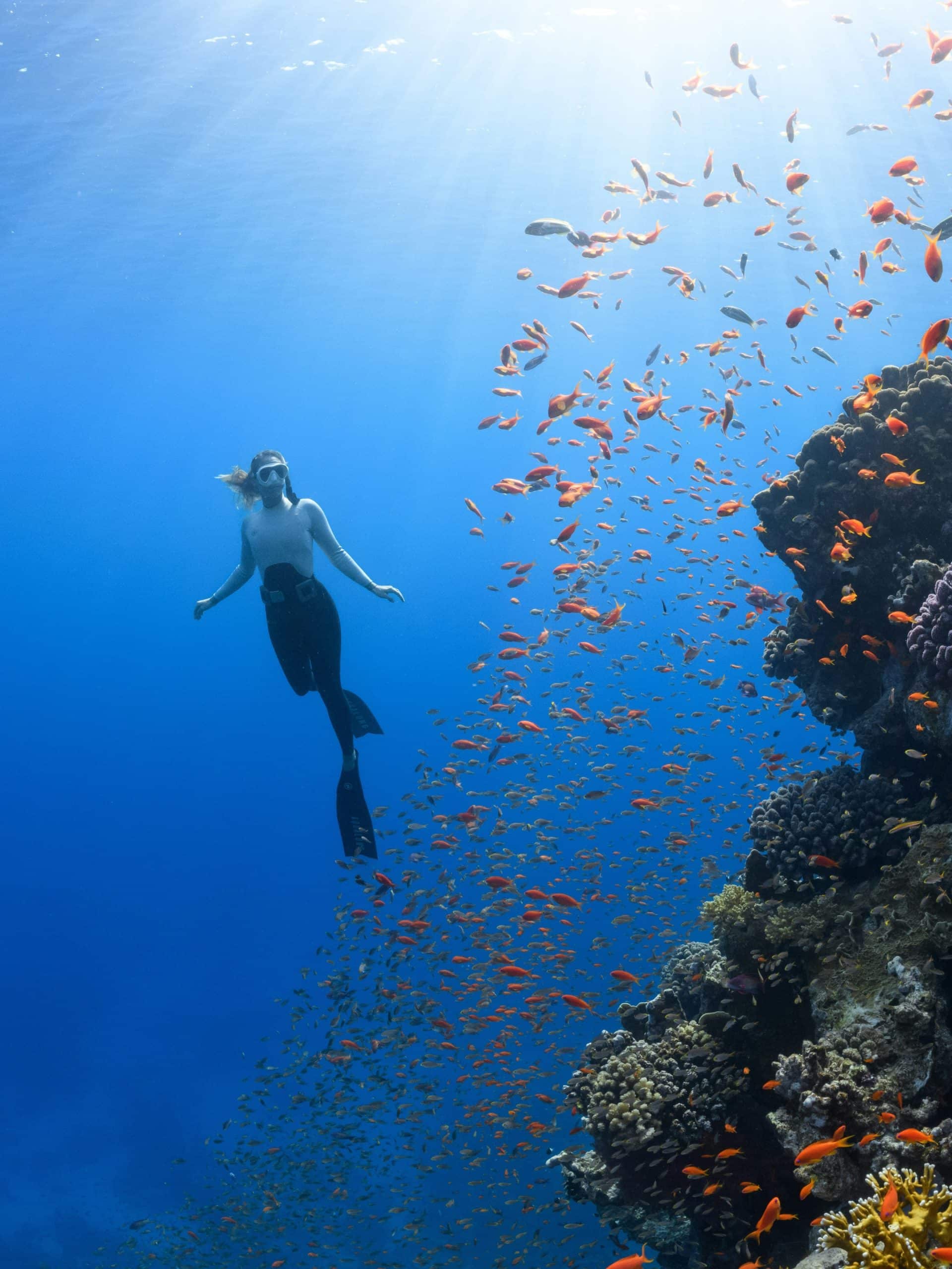 Beneath The Surface: The Fight For Corals April 22 2024 on Discovery 1 Beneath The Surface: The Fight For Corals April 22 2024 on Discovery