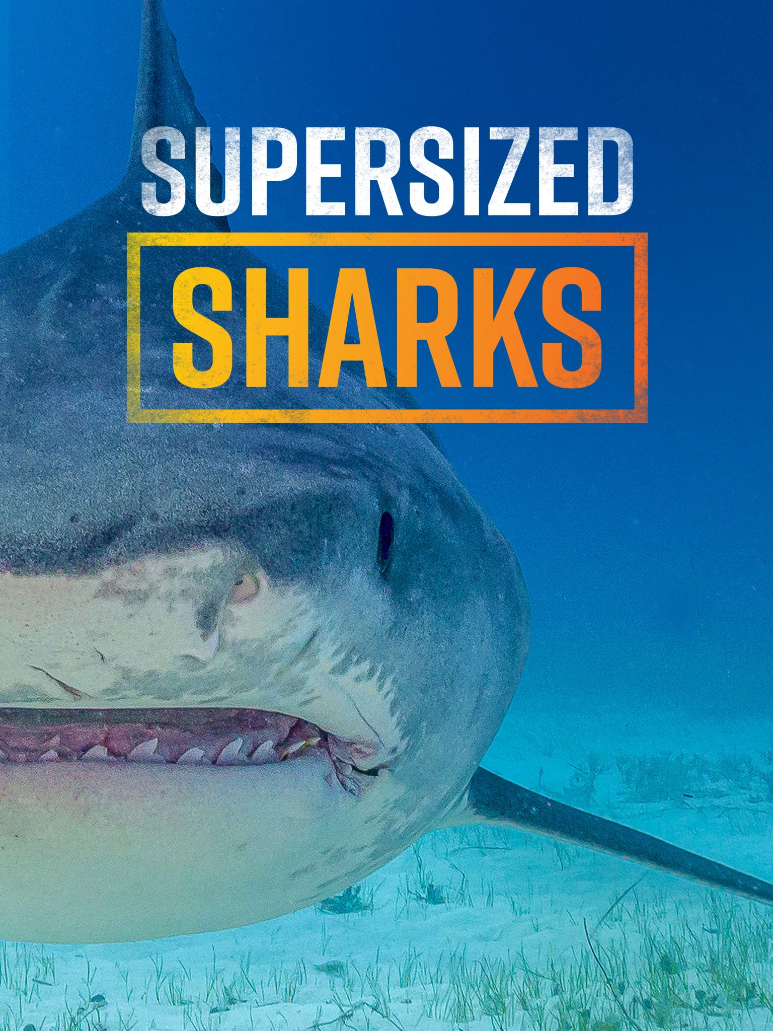 Supersized Sharks  July 1 2024 on National Geographic