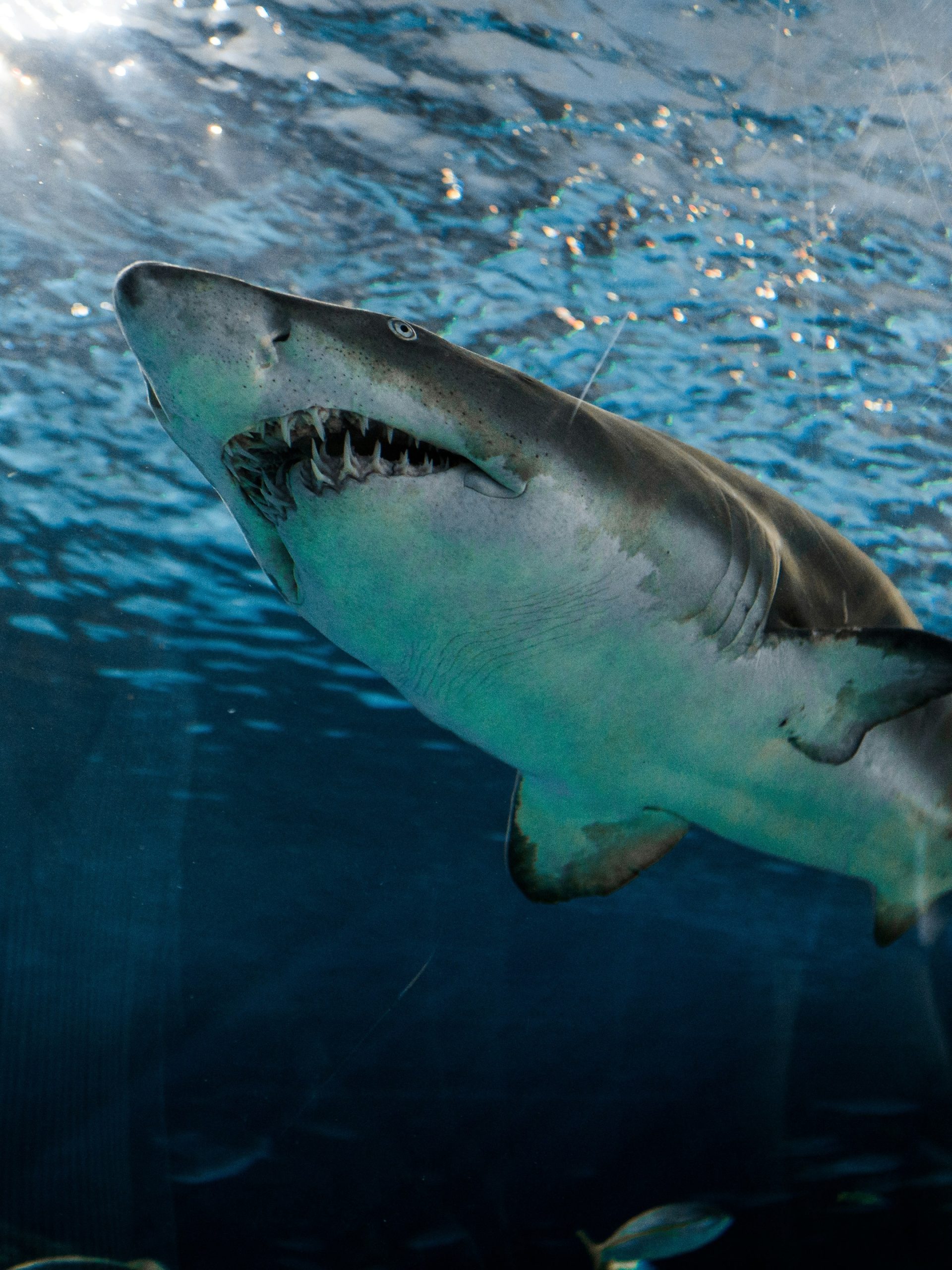 Great White Serial Killer: Sea of Blood July 8 2024 on Discovery 1 Great White Serial Killer: Sea of Blood July 8 2024 on Discovery