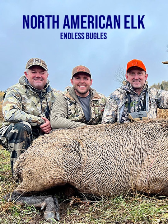 North American Elk: Endless Bugles  September 29 2024 on OUTD