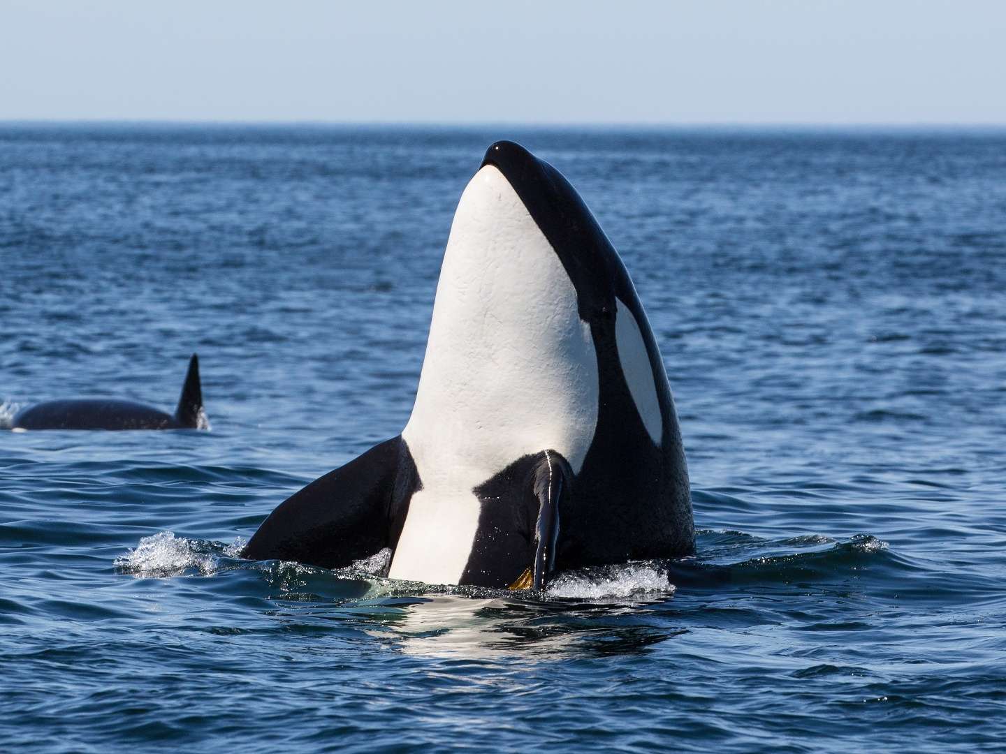 Secrets of the Spy Whale  13 November 2024 on BBC Two