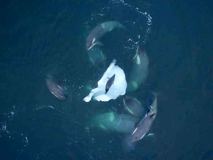 Expedition Killer Whale  26 December 2024 on BBC Two