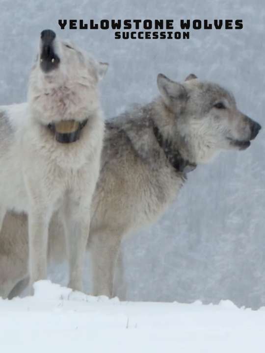 Yellowstone Wolves: Succession  January 17 2025 on National Geographic