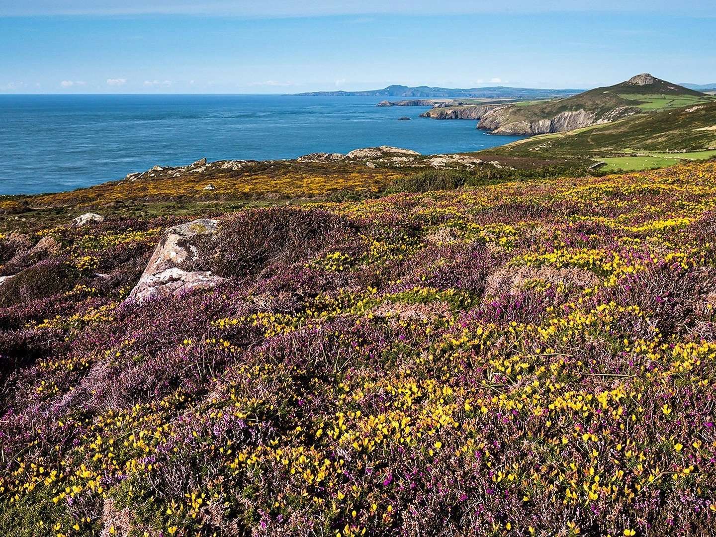 A Wild Year “Pembrokeshire” 30 June 2025 on BBC Two